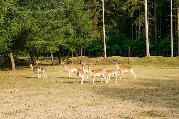 Sika veya benekli geyik sürüsü Danimarka 'da.