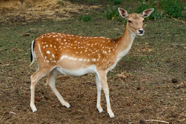 Sika ya da benekli geyik Danimarka 'da.