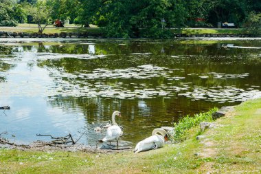 Danimarka 'daki Egeskov kalesinin parkında beyaz kuğular..