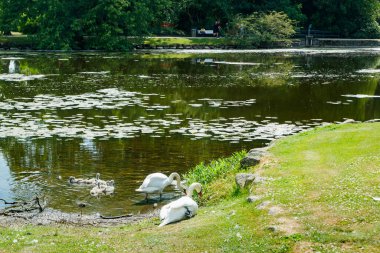 Danimarka 'daki Egeskov kalesinin parkında beyaz kuğular..