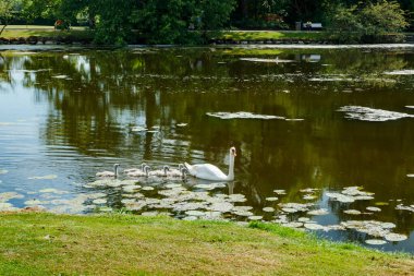 Danimarka 'daki Egeskov kalesinin parkında beyaz kuğular..