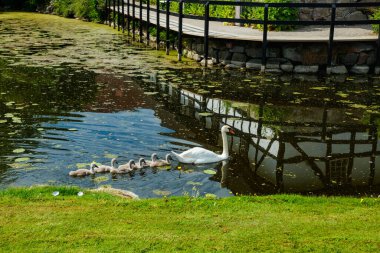 Danimarka 'daki Egeskov kalesinin parkında beyaz kuğular..