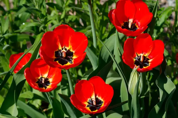 Red Tulips Sunlight Spring Garden Stock Image