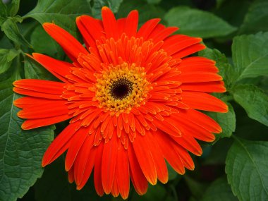 Canlı bir turuncu gerbera papatyası çerçeveyi doldurur, yaprakları narin ve karmaşık bir merkezi ortaya çıkarmak için açılır. Çiçek yumuşak, doğal ışıkla yıkanır, kadife dokusunu ve parlak renklerini ön plana çıkarır..
