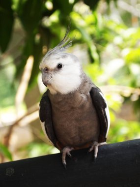 Tahta bir dalın üzerinde gri bir gövdesi olan beyaz bir papağan. Arması hafifçe yükselir, ona ilginç ve tetikte bir ifade verir..
