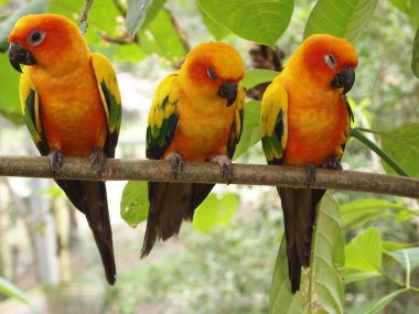 Canlı sarı ve yeşil bir papağan metal bir çubuğa tünemiş, parlak tüyleri koyu arkaplanla çelişiyor. Kuşun başı hafifçe yana döner, meraklı ve zeki gözlerini ortaya çıkarır..