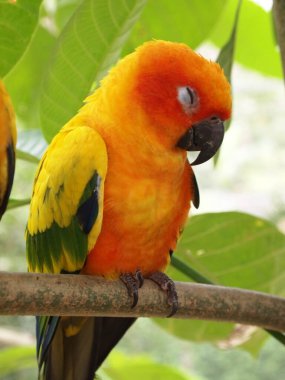Canlı sarı ve yeşil bir papağan metal bir çubuğa tünemiş, parlak tüyleri koyu arkaplanla çelişiyor. Kuşun başı hafifçe yana döner, meraklı ve zeki gözlerini ortaya çıkarır..
