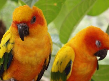 Canlı sarı ve yeşil bir papağan metal bir çubuğa tünemiş, parlak tüyleri koyu arkaplanla çelişiyor. Kuşun başı hafifçe yana döner, meraklı ve zeki gözlerini ortaya çıkarır..