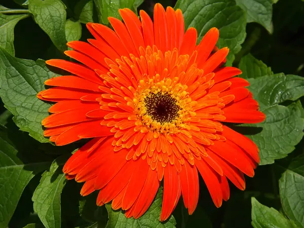 Canlı bir turuncu gerbera papatyası çerçeveyi doldurur, yaprakları narin ve karmaşık bir merkezi ortaya çıkarmak için açılır. Çiçek yumuşak, doğal ışıkla yıkanır, kadife dokusunu ve parlak renklerini ön plana çıkarır..