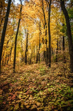 Renkli yaprakları olan sonbahar ormanı