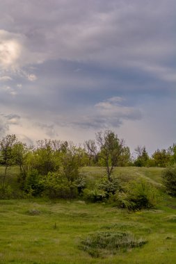Ağacı ve bulutlu gökyüzü olan güzel bir manzara.