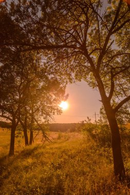 bir orman içinde günbatımı