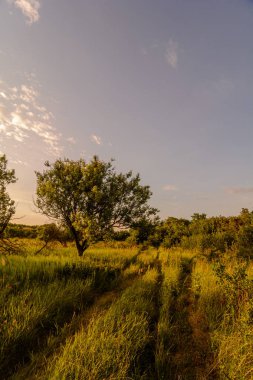 Ormanda güzel bir gün batımı