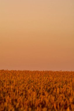 Günbatımında altın buğday tarlası, tarım kavramı.