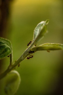 Bir çiçeğe yakın çekim