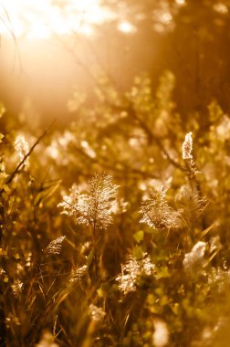Sonbahar ormanı sabahları