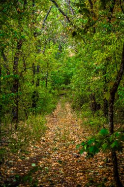 Ağaçları ve yaprakları olan güzel bir sonbahar ormanı