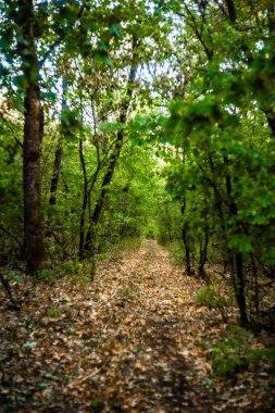 sonbahar güneşli bir gün ormanda