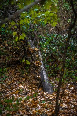 Parkta düşen yapraklarla dolu sonbahar ormanı