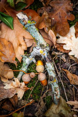 Eski kırık metal yosun üzerinde. Sonbahar mevsimi konsepti, sonbahar sezonu. seçici odak.