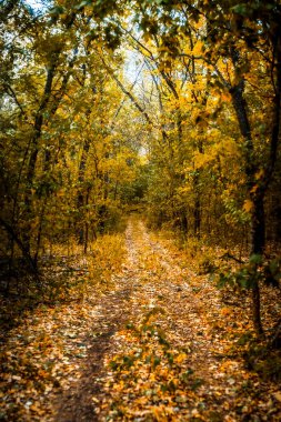 Sonbaharda ormanın içinden geçen yol.