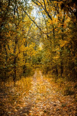 Sonbahar ormanında yol