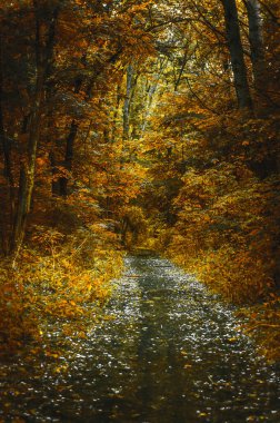 Sonbahar ormanı yolu, güzel doğa geçmişi.