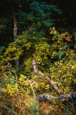 Devrilmiş ağaç ve yaprakları olan güzel sonbahar ormanı