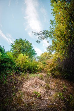 Güzel bir orman, bir ağaç ve mavi bir gökyüzü