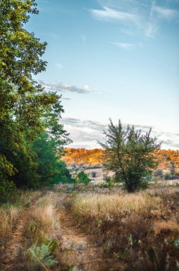 Ormandaki ağaçlı güzel bir manzara.