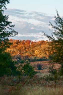 Renkli ağaçlar ile güzel sonbahar orman