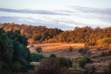 Ağaçlar ve yapraklarla dolu güzel sonbahar manzarası