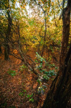 Düşen yaprakları ve renkli ağaçları olan sonbahar ormanı. Düşen yapraklarla dolu güzel bir manzara. Sonbahar arkaplanı. Ekim 'de sonbahar yaprakları