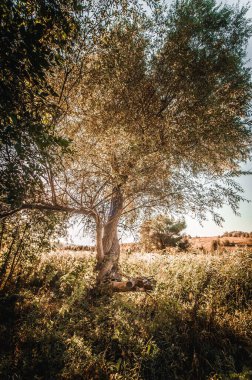 Doğanın güzel manzarası