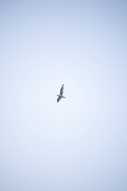 Mavi gökyüzünde uçan martı