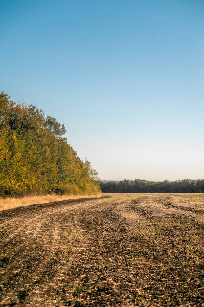 a field of wheat in the countryside in early autumn