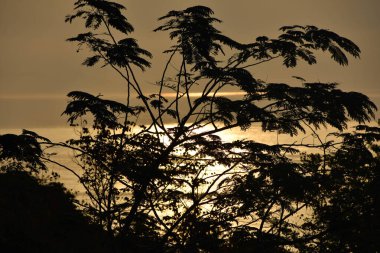 Güneş ışınlarını Lantau Adası 'ndaki bir ağacın arkasındaki okyanusa saçar..