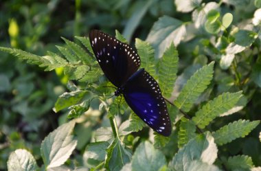 Bir bitkinin üzerinde güzel bir Spangle kelebeğinin (Papilio protenor) yakın çekimi