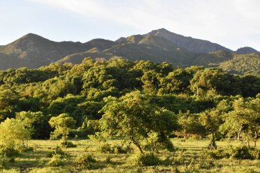 Lantau Adası 'nda yemyeşil orman ve dağ manzarası güneşleniyor.