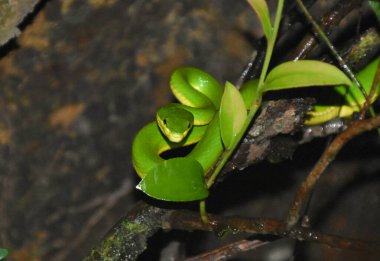 Hong Kong 'da Victoria Tepesi' nde çekilen beyaz dudaklı çukur engereği (Trimeresurus albolabris) yakın plan.