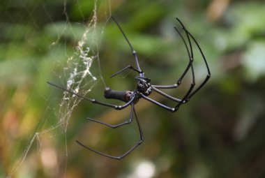 Bir mat siyah dev altın küre dokumacı örümcek (Nephila pilipes) ağını örüyor