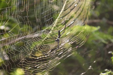 Dev bir altın kürenin dokumacı örümceği (Nephila pilipes) ağıyla güneş ışığıyla yıkanır.