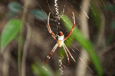 Bir kubbe ağ örümceğinin (cyrtophora moluccensis) yakın plan görüntüsü