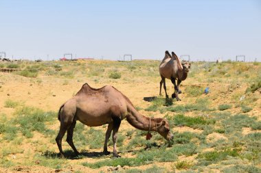 Camels in the desert near Aral, Kazakshatn clipart