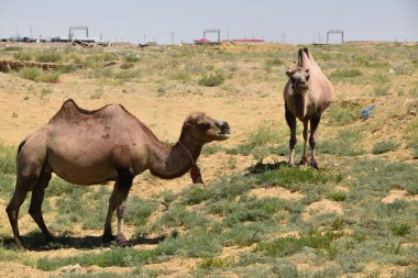 Eski Aral Denizi yakınlarındaki çölde develer, Kazakshatn