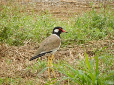 Tayland 'da yerde kırmızı kanatlı bir kuş (Vanellus Indicus).