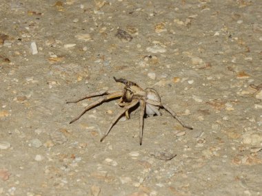 Türkmenistan 'daki Darvaza gaz kraterinin çöl tabanından büyük bir deve örümceği fırlıyor.