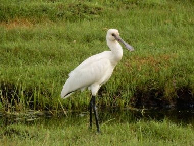 Bir Avrasya kaşık gagası (Platalea Leucorodia) Moğol Steppe açıklarında bir nehirde yüzer..