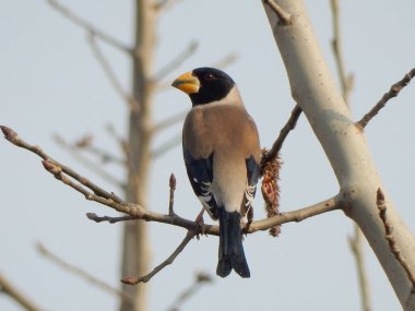 A Chinese yellow-billed grosbeak (Eophona migratoria) perches on a branch in Luoyang, China. clipart