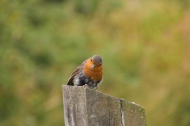 Colchester 'daki bir Çit Post' a tünemiş bir Robin